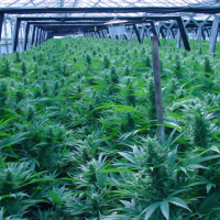 Washington and Colorado Brace for Clash with Obama Justice Dept. over Legal Marijuana