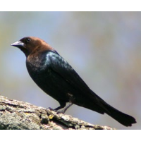 Federal Program Allows Killing of Half a Million Protected Migratory Birds a Year