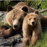 Government May Take Grizzlies Off Threatened-Species List