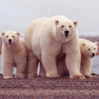Obama Interior Dept. Rules Polar Bears not Endangered