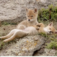 The Government Program that Kills Wild Animals