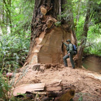 Criminals Take Chain Saws to 1,000-Year-Old Redwoods