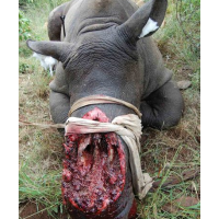 U.S. Hasn’t Been Able to Stop Animal Smuggling Trade