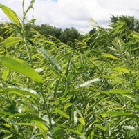 Next Biofuel Source: Willow
