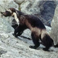 Fish & Wildlife Declares 300 Wolverines are not Threatened by Climate Change
