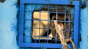 U.S./NATO-Backed Afghan Security Forces Engage in Ongoing Torture