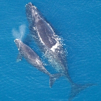 U.S. Fisheries Service Accused of Removing Protection of Right Whale by Changing Its Name