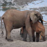 Elephants are being Slaughtered in Central African Republic