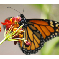 Public-Private Partnership Tries to Save Monarch Butterflies as Population Collapses by 970 Million in 25 Years