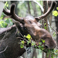 Moose Population is Dying Off, and Many Signs Point to Climate Change