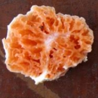 Newly Discovered Mushroom Named after SpongeBob