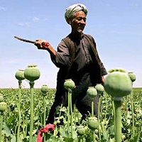 Opium Crop in Afghanistan Hits Record High