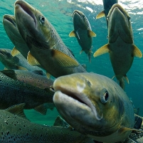 Salmon May Become First Genetically Modified Animal Approved for Human Consumption
