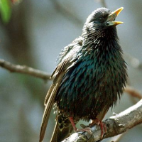 Wildlife Services Killed more than 2.7 Million Animals Last Year