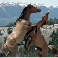 Taming Wild Horses