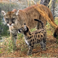 Bad Year for Panthers in Florida