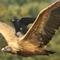 Is Climate Change Making Migratory Birds Lazy?