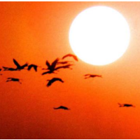 Interior Dept. Sued for Withholding Data on Solar Project that Incinerated Birds in Flight