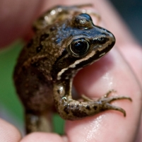 Obama and Endangered Species: Better than Bush, Worse than Clinton