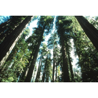 Climate Change May Turn Trees from Carbon Fighters into Carbon Producers