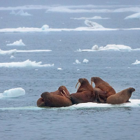Obama Blocks New Oil and Gas Drilling in Arctic Ocean