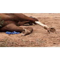 Mysterious Racehorse Deaths on California Tracks