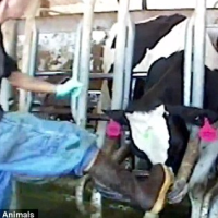 Idaho Bill Criminalizing Videotaping of Agricultural Operations Targets Opponents of Animal Abuse