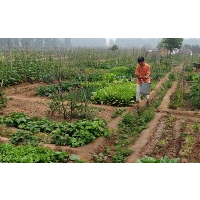 Organic Foods Not Necessarily Safe if They Come from China