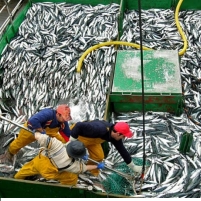 Plundering Pacific Ocean Fish for Short-Term Profits