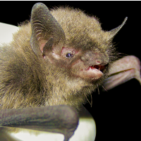 Wildlife Service Approved of Too Many Bat Deaths in Issuing Ohio Wind Farm Permit, Rules Court