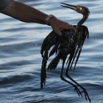 Obama Administration Failed Public on Gulf Oil Spill Estimates