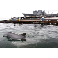 Cold War could Turn into Wet War if U.S. Navy Dolphins Deploy to Black Sea