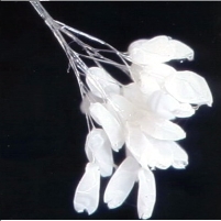 Chinese Government Forbids Reporting on Blooming of Rare Flower