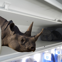 Judge Rules Airline Can’t Be Sued for Not Carrying Rhino Trophy