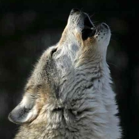Gray Wolves Lose Protection, Still in Danger