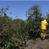 Insecticide Still Used in U.S. Found to Cause Cancer by WHO