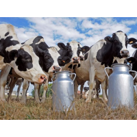 Dairy Producers Hit with Minor Penalties after "Premature Slaughter" of 500,000 Cows