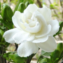 Chinese Communists Halt Sales of Jasmine as Threat to Regime