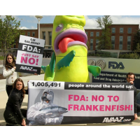 Genetically Engineered Salmon for Dinner? FDA Approves First GMO Animal for Eating