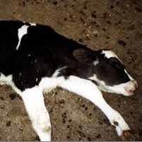 USDA Sides with Humane Society to Stop Slaughterhouses Using Disabled Calves for Veal