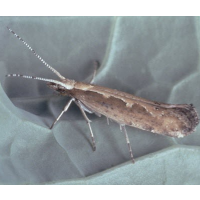 Alarm Sounded on Release of Genetically Engineered Moths