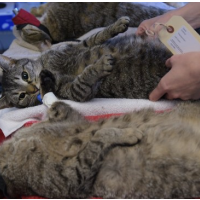 St. Louis Medical School Ends Controversial Use of Sedated Cats in Neonatal Training