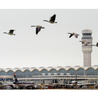 Court Approves Shooting Down of Migratory Birds Flying Near NYC Airports to Protect Planes