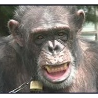 Group Sues to Provide Legal Rights for Non-Humans