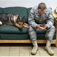Military Dog Suffers Post-Traumatic Stress from Service in Iraq