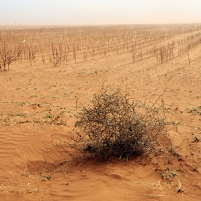 Congress Proposes Crop Insurance that Could Cost the U.S. Billions During Drought