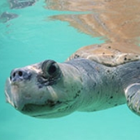 BP Accused of Illegally Burning Sea Turtles to Death