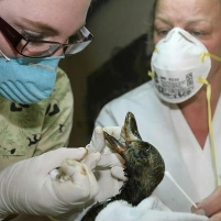 Canadian Oil Firm Found Guilty of Causing Deaths of 1,600 Ducks