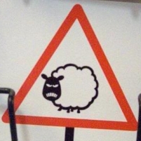 TASER Tests Weapons on Meth-Injected Sheep