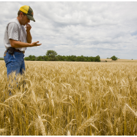 Mystery GMO Wheat Found Growing in Washington State Could Affect Foreign Trade with U.S.